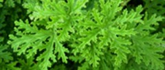 citronella-large