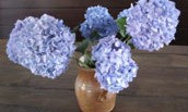 qtflowers-large