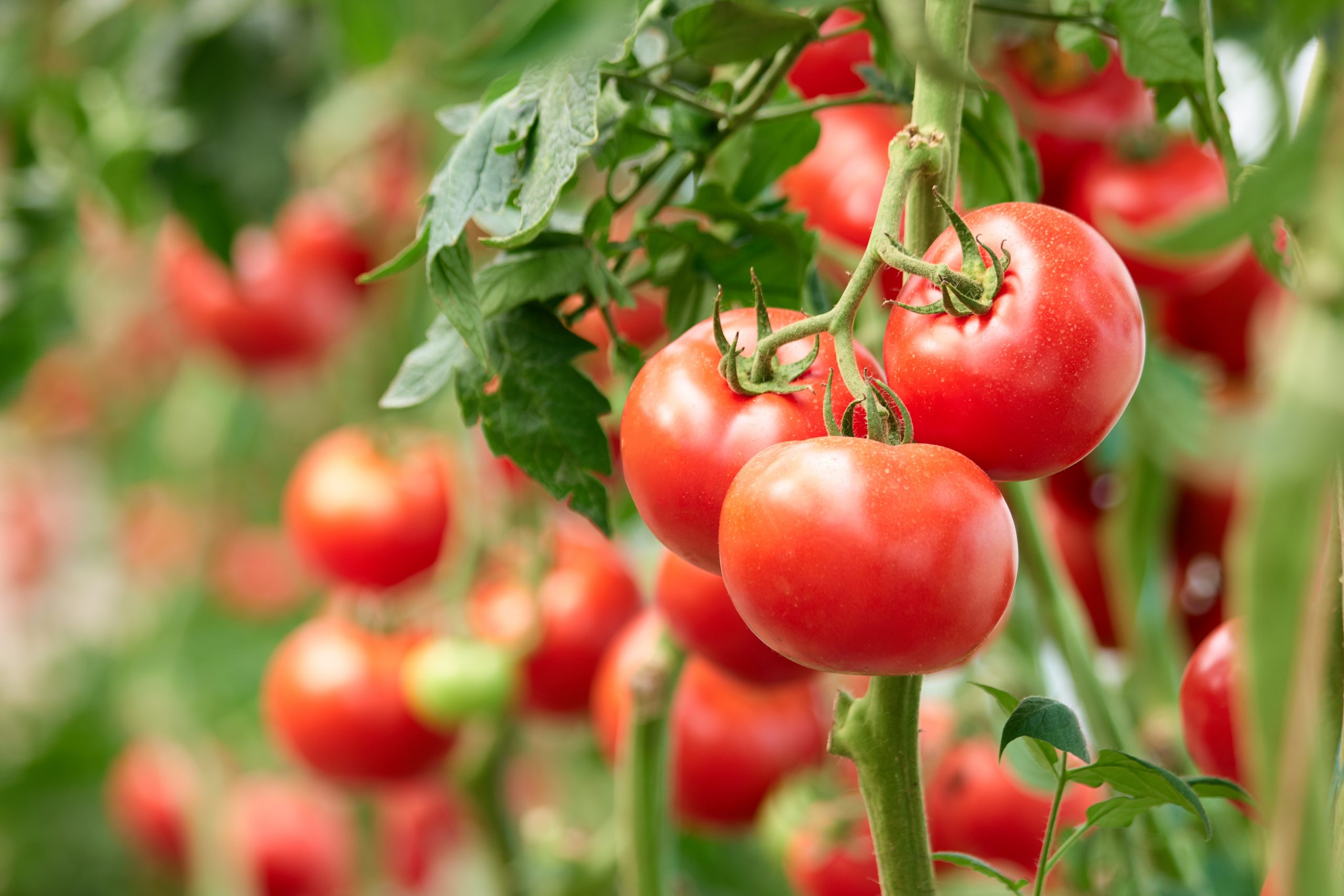 8 Best Fruits And Vegetables To Grow In The Summer