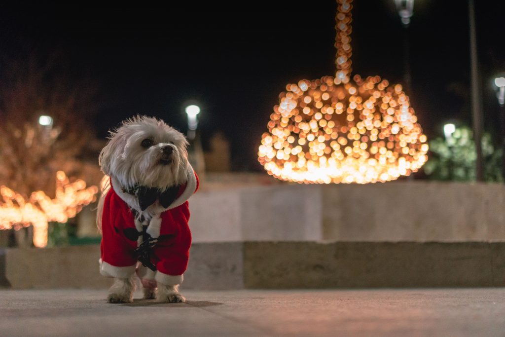 A small white dog is dressed in a Santa Suit standing by himself outdoors, backlit by a festive holiday lit up landscape.