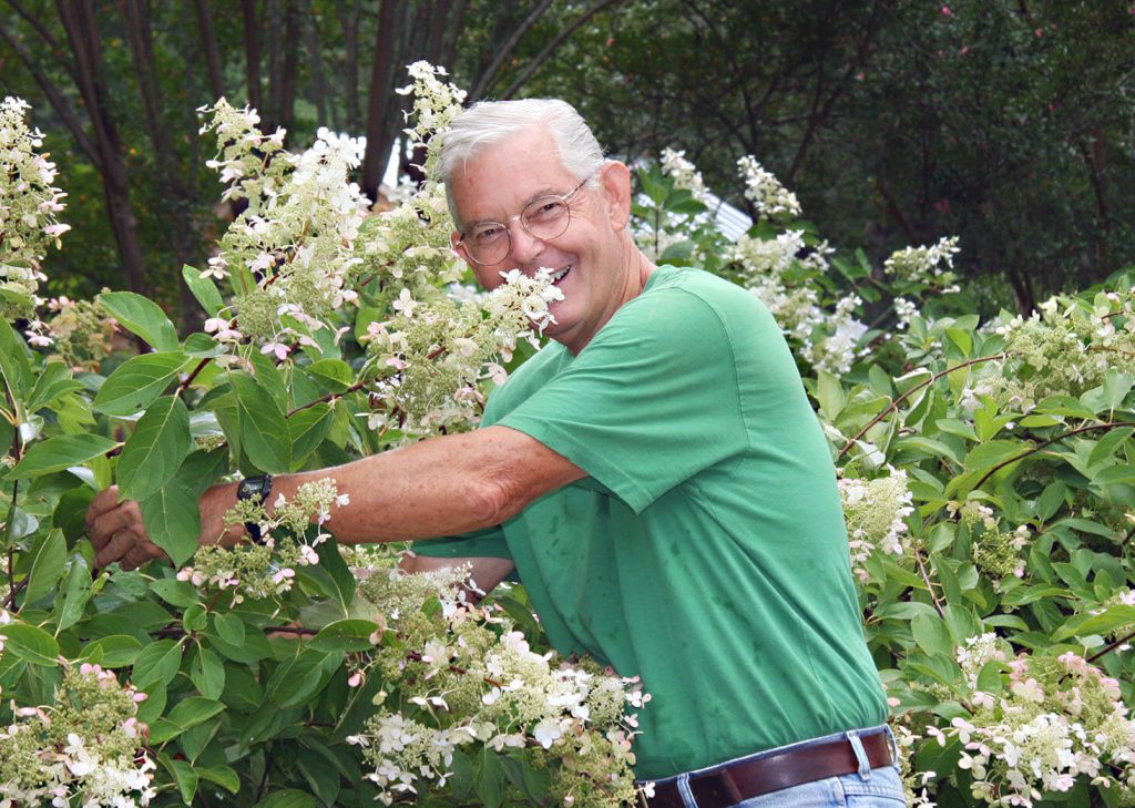man with white hair and green shirt pruning large flowering bush